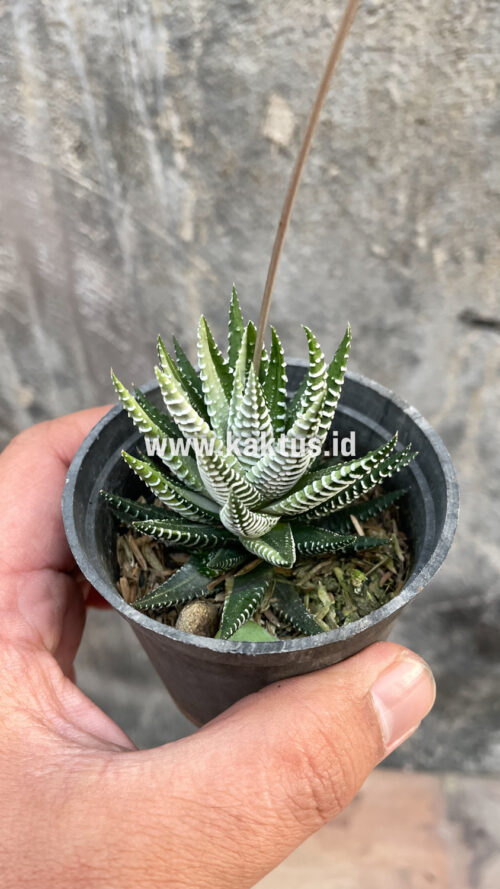 Haworthia Attenuata Zebra White Variegated, real gallery image #25 plants. Picture taken directly from kaktus.id community Haworthia farmer green houses.