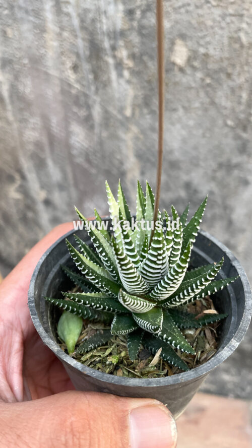 Haworthia Attenuata Zebra White Variegated, real gallery image #24 plants. Picture taken directly from kaktus.id community Haworthia farmer green houses.