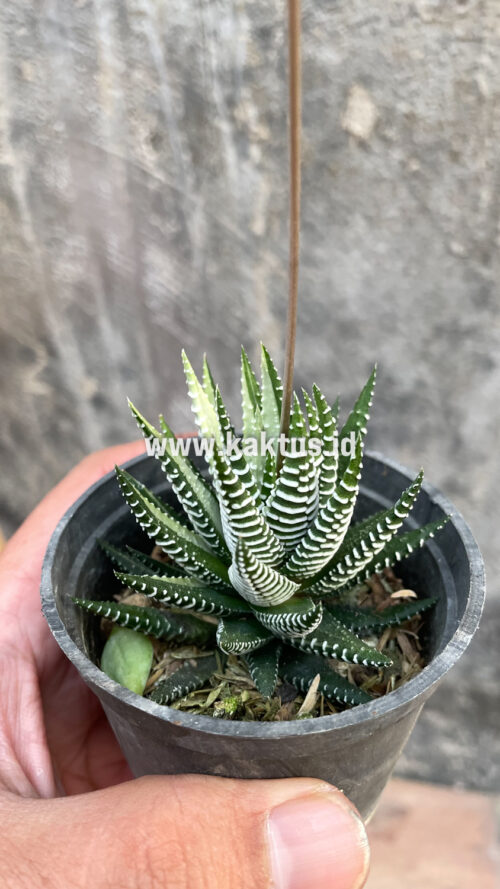 Haworthia Attenuata Zebra White Variegated, real gallery image #23 plants. Picture taken directly from kaktus.id community Haworthia farmer green houses.