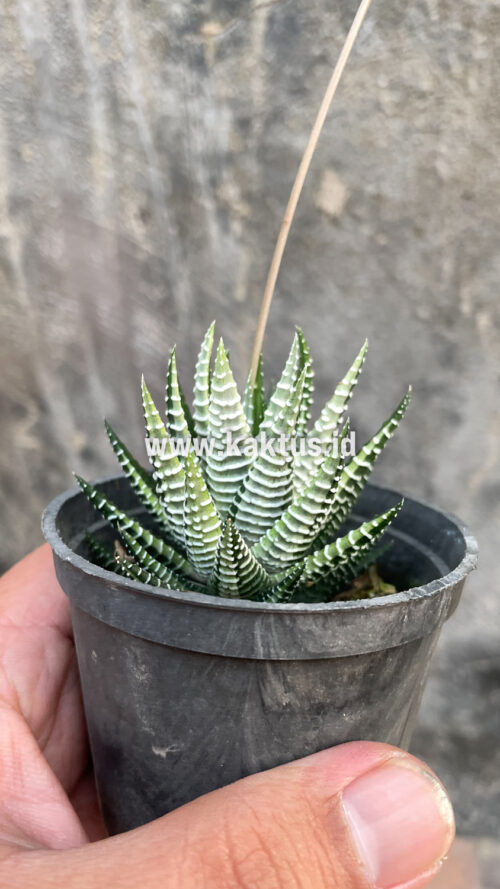 Haworthia Attenuata Zebra White Variegated, real gallery image #22 plants. Picture taken directly from kaktus.id community Haworthia farmer green houses.