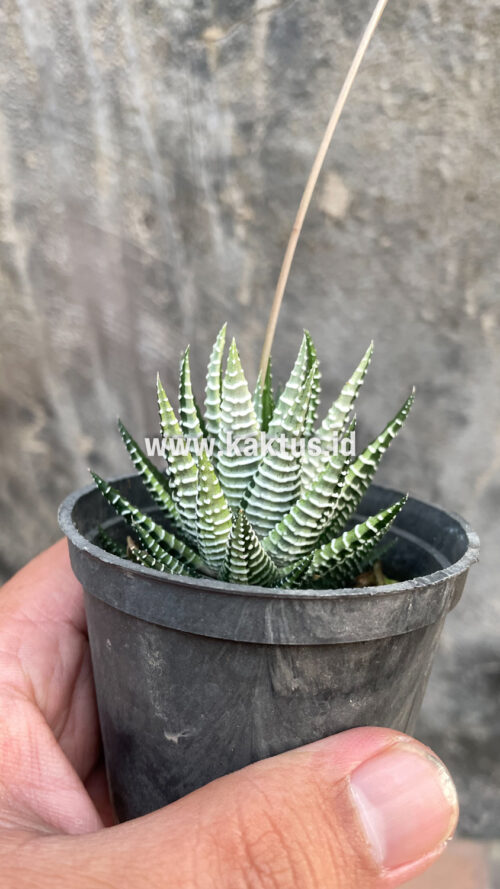 Haworthia Attenuata Zebra White Variegated, real gallery image #21 plants. Picture taken directly from kaktus.id community Haworthia farmer green houses.