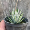 Haworthia Attenuata Zebra White Variegated, real feature image plant. Picture taken directly from kaktus.id community Haworthia farmer green houses.