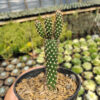 Cylindropuntia Fulgida, real gallery image #1 plants. Picture taken directly from kaktus.id community Cylindropuntia farmer green houses.