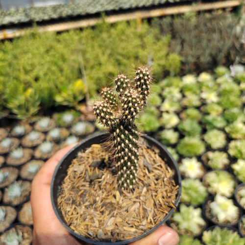 Cylindropuntia Fulgida, real gallery image #2 plants. Picture taken directly from kaktus.id community Cylindropuntia farmer green houses.