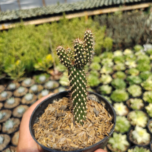 Cylindropuntia Fulgida, real gallery image #3 plants. Picture taken directly from kaktus.id community Cylindropuntia farmer green houses.