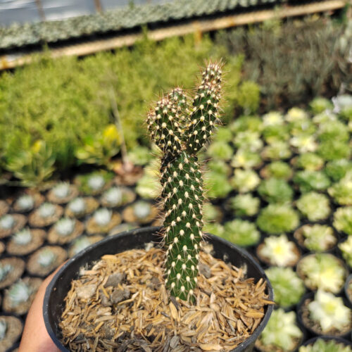 Cylindropuntia Fulgida, real gallery image #4 plants. Picture taken directly from kaktus.id community Cylindropuntia farmer green houses.
