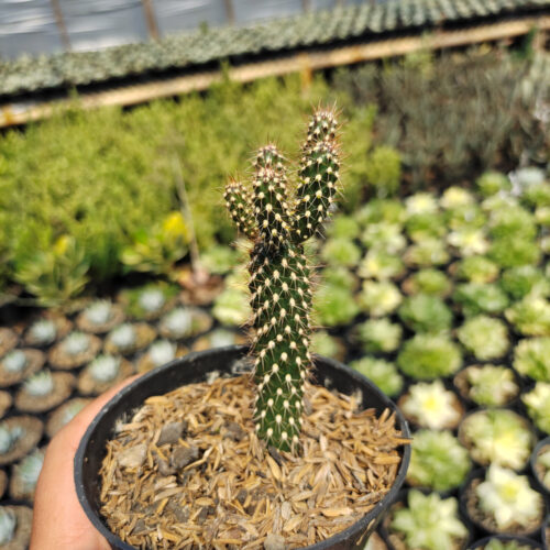 Cylindropuntia Fulgida, real gallery image #5 plants. Picture taken directly from kaktus.id community Cylindropuntia farmer green houses.