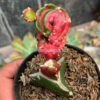 Hylocereus Undatus Pink Stem Variegated, real feature image plant. Picture taken directly from kaktus.id community Hylocereus farmer green houses.