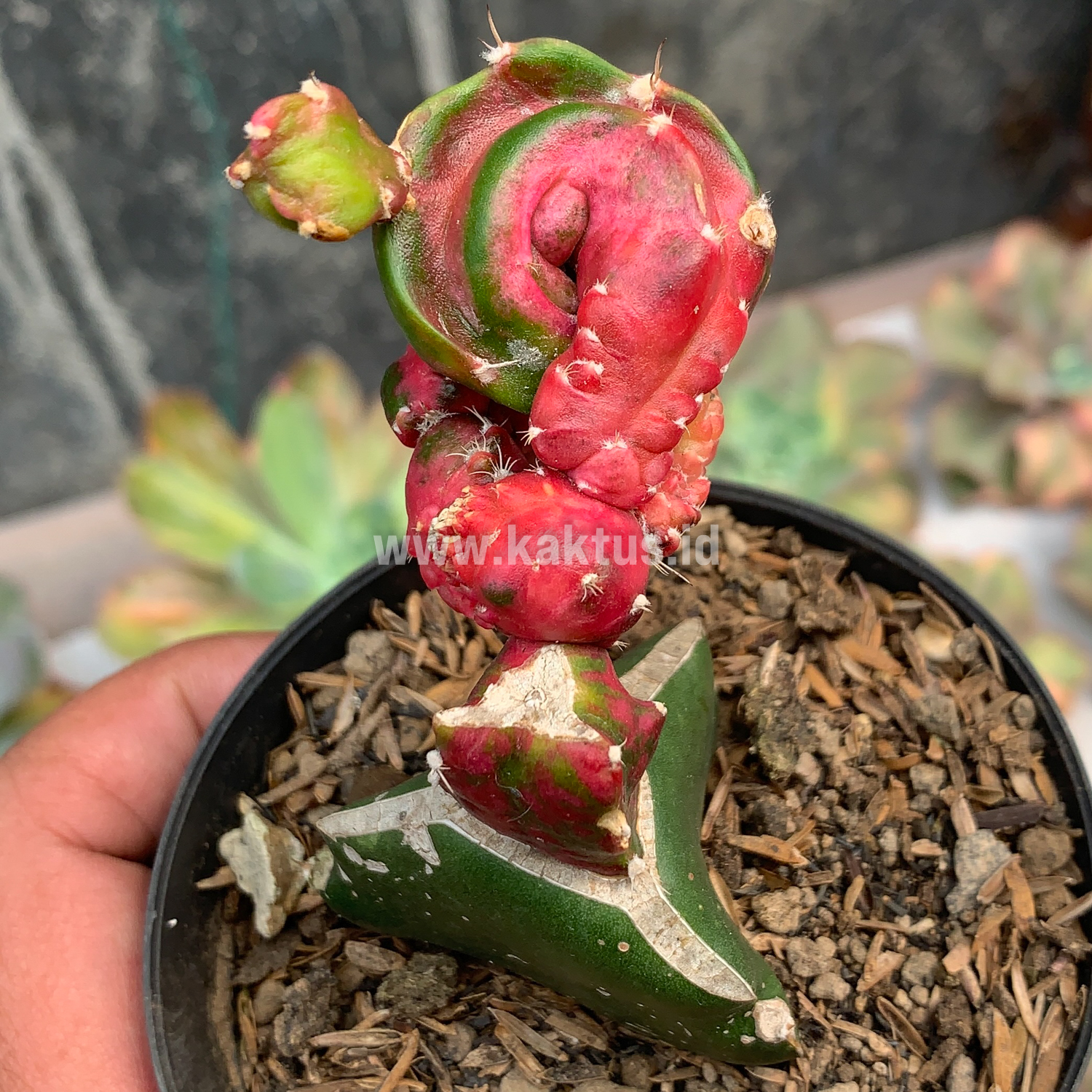 Hylocereus Plants For Sale from kaktus.id | Source Quality Cactus and  Succulent From Lembang, Indonesia