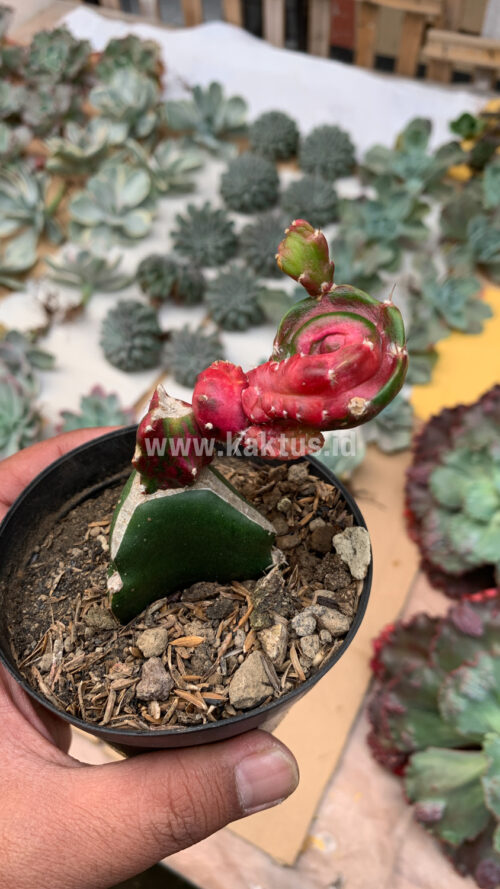 Hylocereus Undatus Pink Stem Variegated, real gallery image #8 plants. Picture taken directly from kaktus.id community Hylocereus farmer green houses.