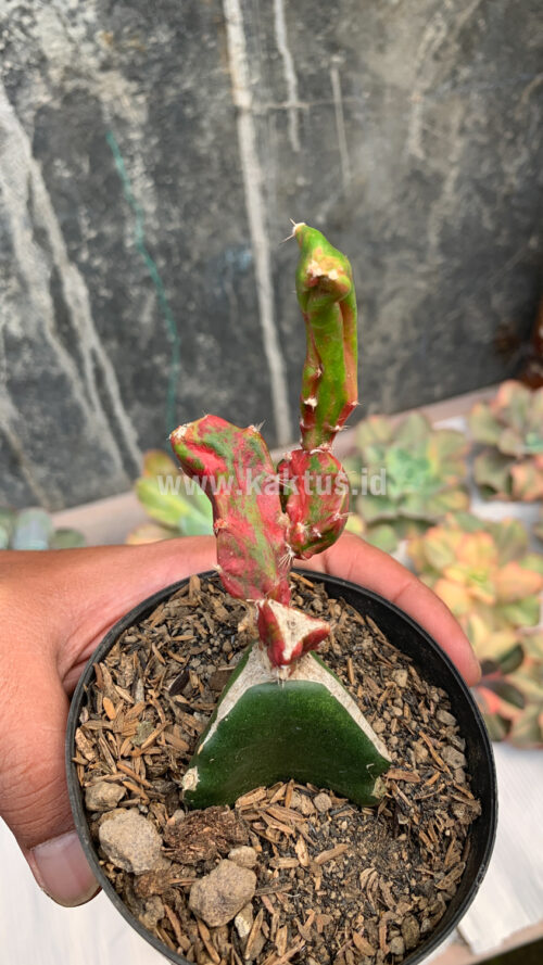 Hylocereus Undatus Pink Stem Variegated, real gallery image #7 plants. Picture taken directly from kaktus.id community Hylocereus farmer green houses.