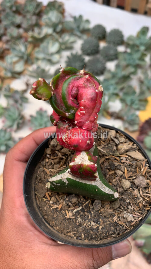 Hylocereus Undatus Pink Stem Variegated, real gallery image #9 plants. Picture taken directly from kaktus.id community Hylocereus farmer green houses.