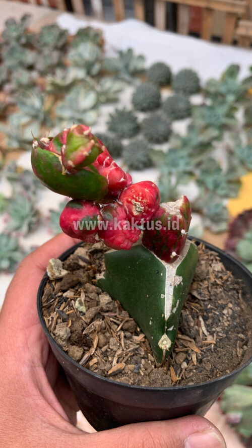 Hylocereus Undatus Pink Stem Variegated, real gallery image #3 plants. Picture taken directly from kaktus.id community Hylocereus farmer green houses.