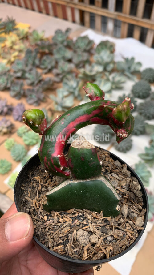 Hylocereus Undatus Pink Stem Variegated, real gallery image #2 plants. Picture taken directly from kaktus.id community Hylocereus farmer green houses.