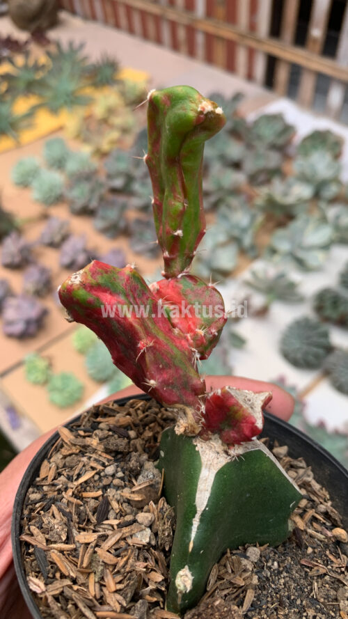 Hylocereus Undatus Pink Stem Variegated, real gallery image #10 plants. Picture taken directly from kaktus.id community Hylocereus farmer green houses.
