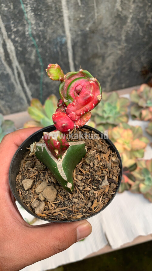 Hylocereus Undatus Pink Stem Variegated, real gallery image #1 plants. Picture taken directly from kaktus.id community Hylocereus farmer green houses.