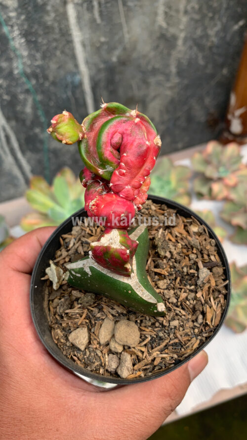 Hylocereus Undatus Pink Stem Variegated, real gallery image #4 plants. Picture taken directly from kaktus.id community Hylocereus farmer green houses.