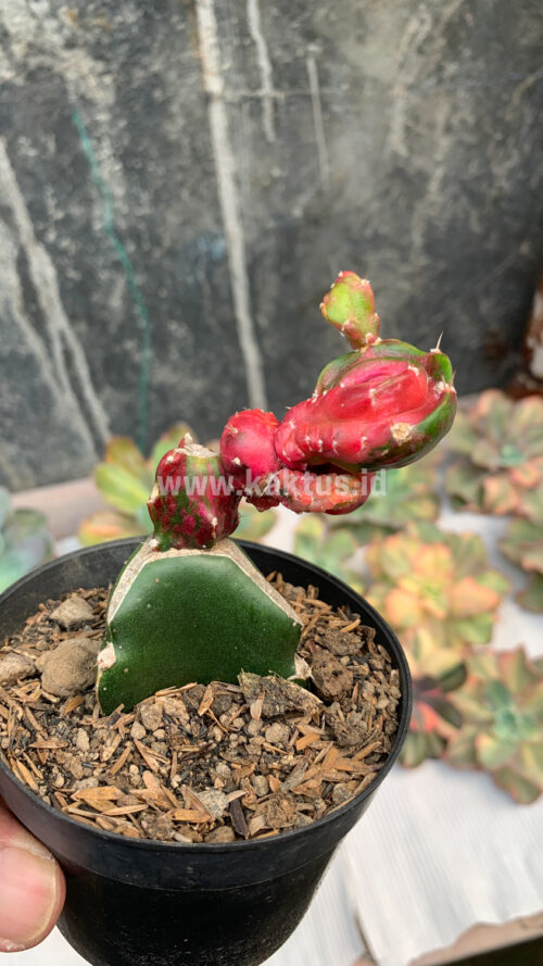 Hylocereus Undatus Pink Stem Variegated, real gallery image #5 plants. Picture taken directly from kaktus.id community Hylocereus farmer green houses.