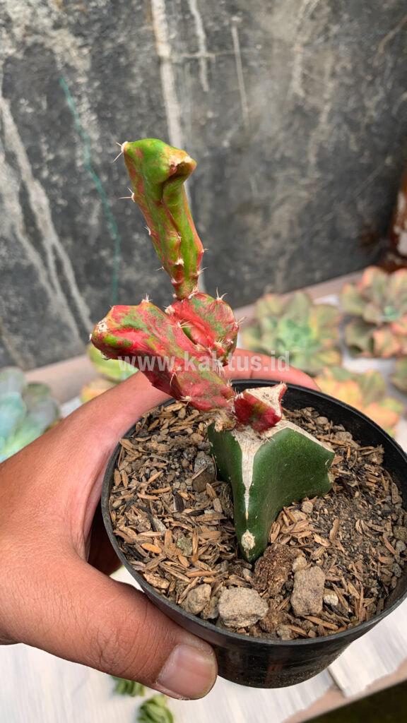 kaktus.id