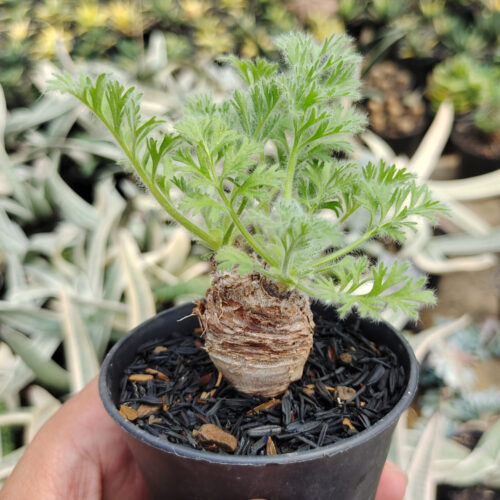 Pelargonium Appendiculatum, real gallery image #1 plants. Picture taken directly from kaktus.id community Pelargonium farmer green houses.