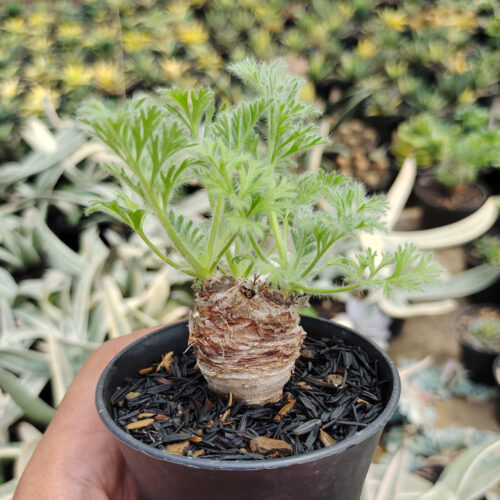 Pelargonium Appendiculatum, real gallery image #2 plants. Picture taken directly from kaktus.id community Pelargonium farmer green houses.