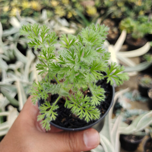 Pelargonium Appendiculatum, real gallery image #3 plants. Picture taken directly from kaktus.id community Pelargonium farmer green houses.