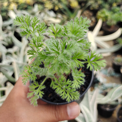 Pelargonium Appendiculatum, real gallery image #4 plants. Picture taken directly from kaktus.id community Pelargonium farmer green houses.