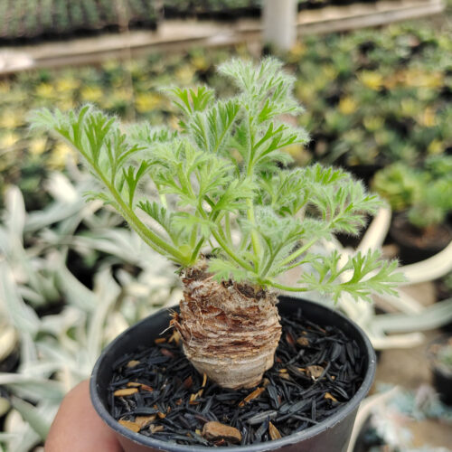 Pelargonium Appendiculatum, real gallery image #5 plants. Picture taken directly from kaktus.id community Pelargonium farmer green houses.