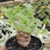Pelargonium Appendiculatum, real gallery image #6 plants. Picture taken directly from kaktus.id community Pelargonium farmer green houses.