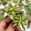 Peperomia Dolabriformis Cluster Variegated, real gallery image #2 plants. Picture taken directly from kaktus.id community Peperomia farmer green houses.