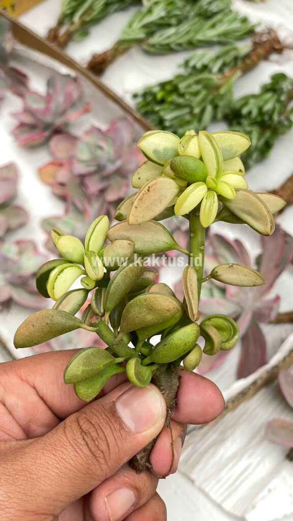 kaktus.id