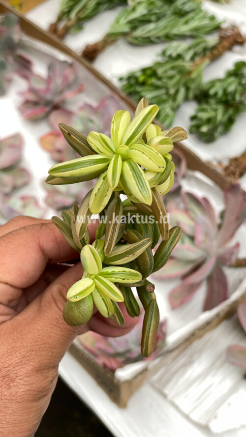 Peperomia Dolabriformis Cluster Variegated, real gallery image #4 plants. Picture taken directly from kaktus.id community Peperomia farmer green houses.