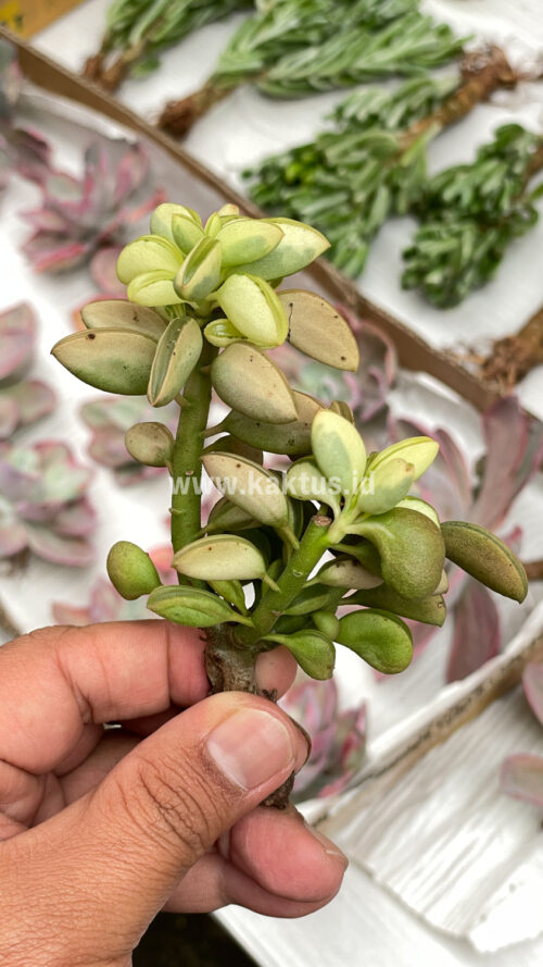Peperomia Dolabriformis Cluster Variegated, real gallery image #5 plants. Picture taken directly from kaktus.id community Peperomia farmer green houses.