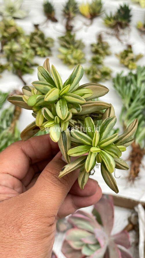 Peperomia Dolabriformis Cluster Variegated, real gallery image #6 plants. Picture taken directly from kaktus.id community Peperomia farmer green houses.