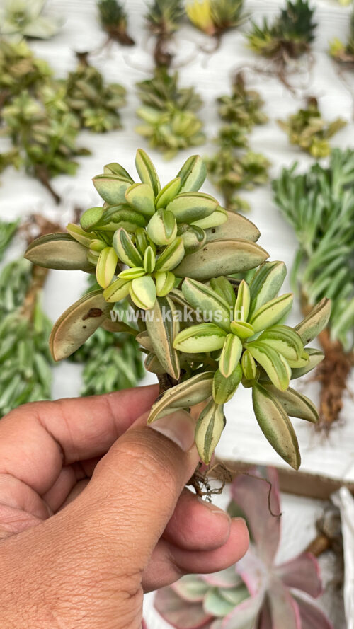 Peperomia Dolabriformis Cluster Variegated, real gallery image #7 plants. Picture taken directly from kaktus.id community Peperomia farmer green houses.