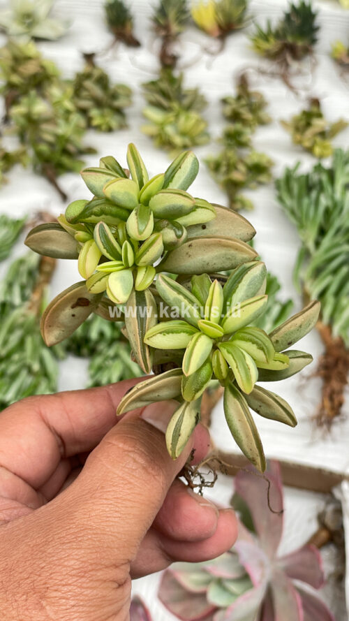 Peperomia Dolabriformis Cluster Variegated, real gallery image #1 plants. Picture taken directly from kaktus.id community Peperomia farmer green houses.