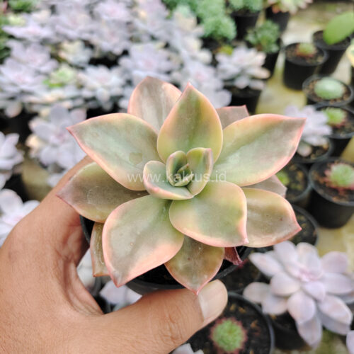 Graptoveria Albert Baynes Variegated, real gallery image #16 plants. Picture taken directly from kaktus.id community Graptoveria farmer green houses.