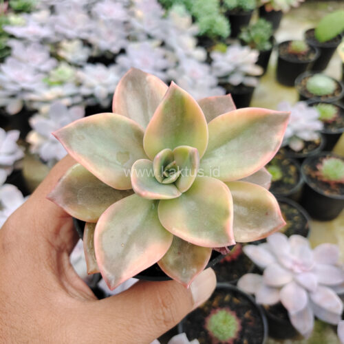 Graptoveria Albert Baynes Variegated, real gallery image #15 plants. Picture taken directly from kaktus.id community Graptoveria farmer green houses.