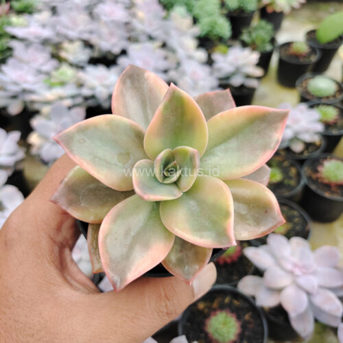Graptoveria Albert Baynes Variegated, real gallery image #3 plants. Picture taken directly from kaktus.id community Graptoveria farmer green houses.