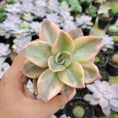 Graptoveria Albert Baynes Variegated, real gallery image #6 plants. Picture taken directly from kaktus.id community Graptoveria farmer green houses.