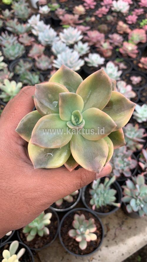 Graptoveria Albert Baynes Variegated, real gallery image #13 plants. Picture taken directly from kaktus.id community Graptoveria farmer green houses.