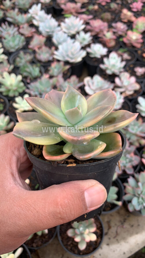 Graptoveria Albert Baynes Variegated, real gallery image #2 plants. Picture taken directly from kaktus.id community Graptoveria farmer green houses.