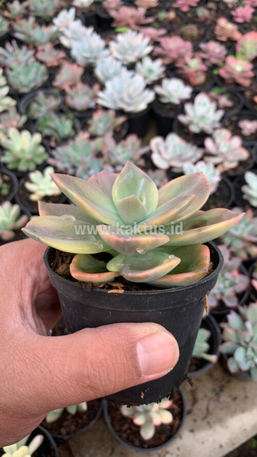Graptoveria Albert Baynes Variegated, real gallery image #1 plants. Picture taken directly from kaktus.id community Graptoveria farmer green houses.