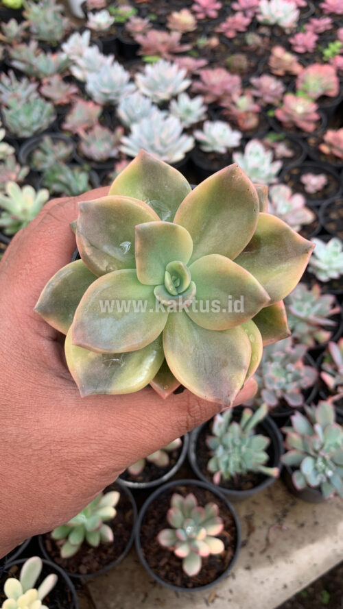 Graptoveria Albert Baynes Variegated, real gallery image #12 plants. Picture taken directly from kaktus.id community Graptoveria farmer green houses.