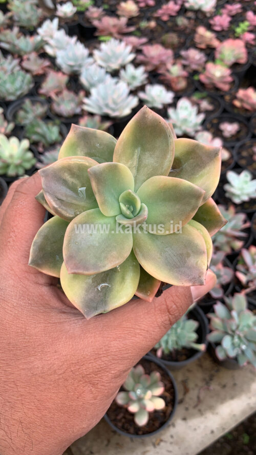 Graptoveria Albert Baynes Variegated, real gallery image #11 plants. Picture taken directly from kaktus.id community Graptoveria farmer green houses.