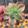 Graptoveria Albert Baynes Variegated, real gallery image #14 plants. Picture taken directly from kaktus.id community Graptoveria farmer green houses.