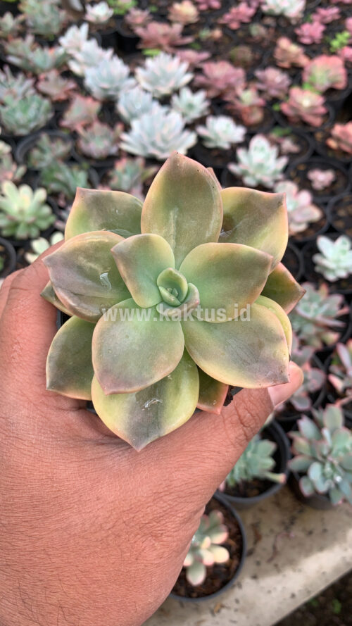 Graptoveria Albert Baynes Variegated, real gallery image #10 plants. Picture taken directly from kaktus.id community Graptoveria farmer green houses.