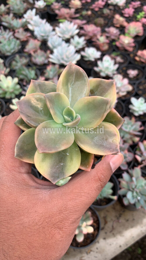 Graptoveria Albert Baynes Variegated, real gallery image #9 plants. Picture taken directly from kaktus.id community Graptoveria farmer green houses.