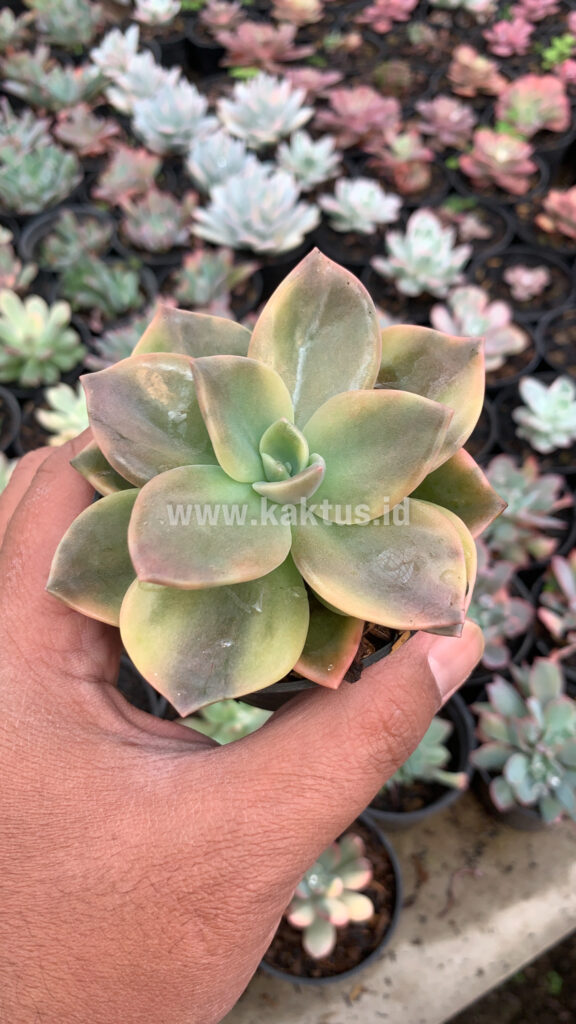 kaktus.id