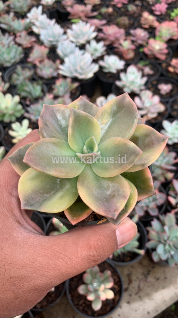 kaktus.id